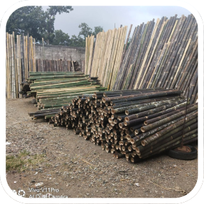 Bamboo Sticks Sector